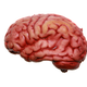 Image for article titled Papuan Tribe That Ate Brains Developed Resistance to Some Brain Diseases